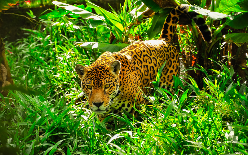 Jaguar - król Amazonii